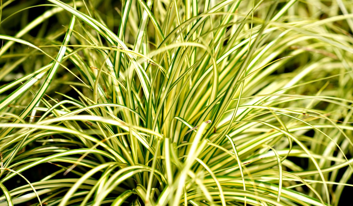 Choosing Frost-Proof Pots for Winter Displays