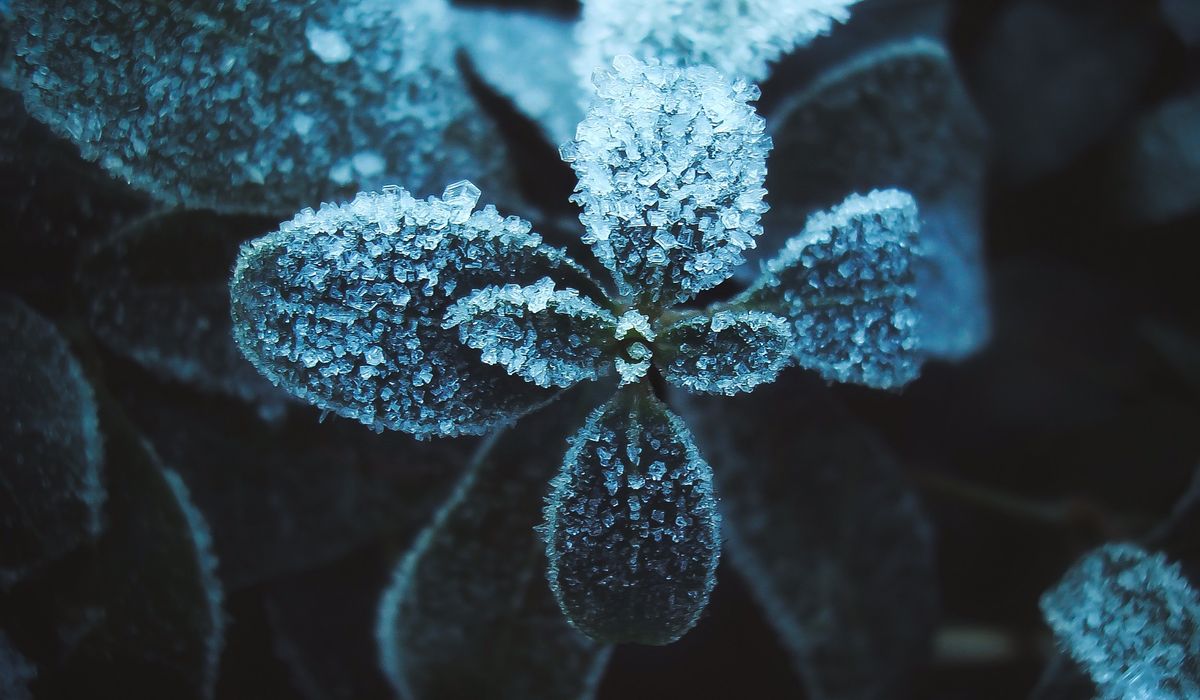 Choosing Winter-Flowering Shrubs for a Small Garden