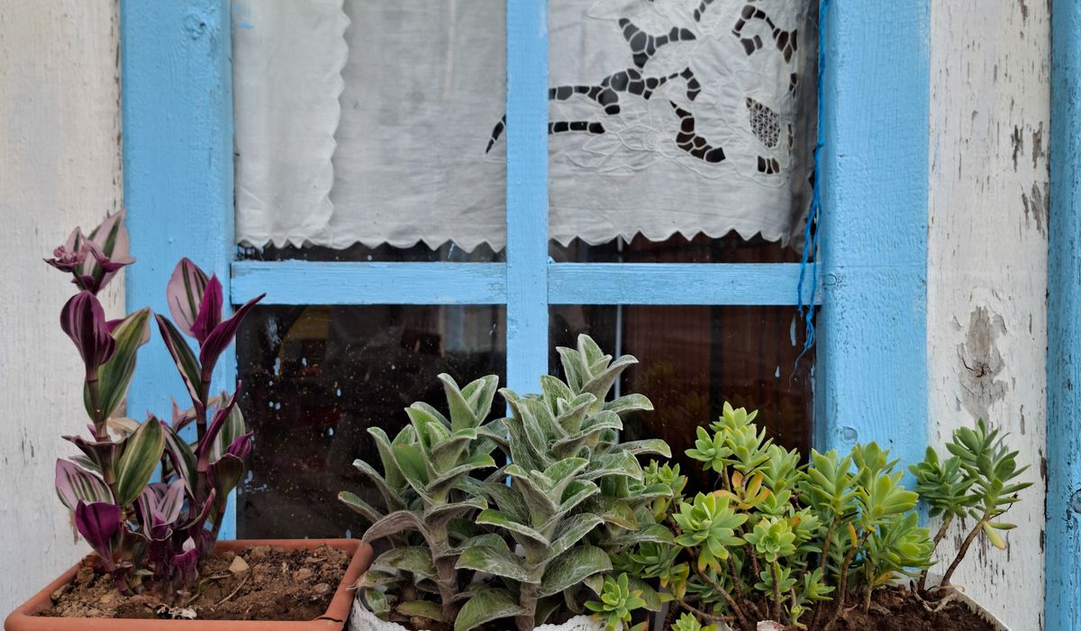 Creating a Wildlife-Friendly Garden in Winter