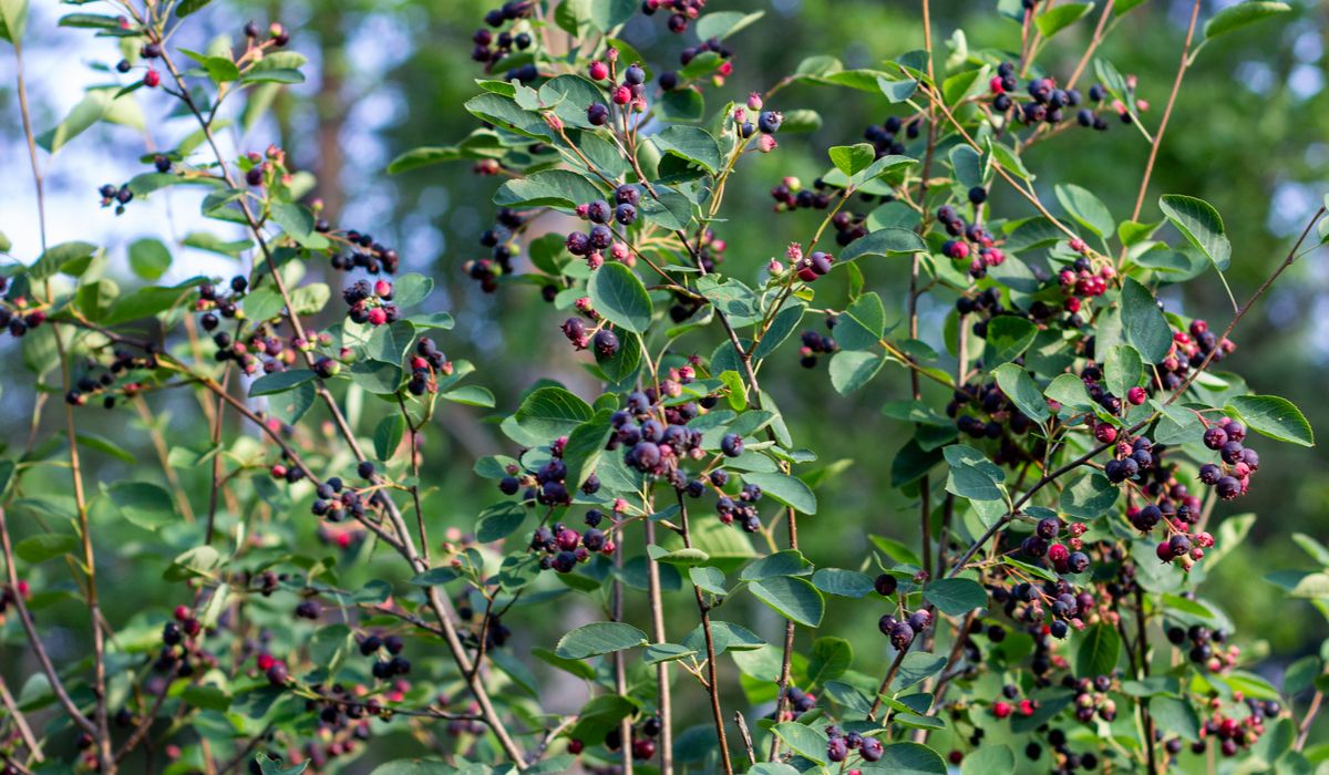 Deadheading Hardy Perennials to Extend Seasonal Colour