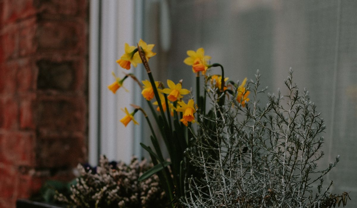 Essential Garden Jobs for Late Winter Borders