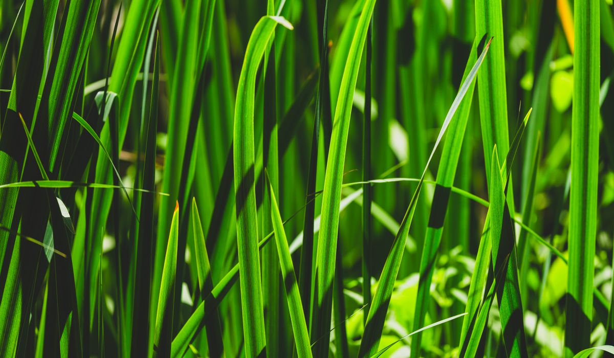 How to Divide and Replant Ornamental Grasses