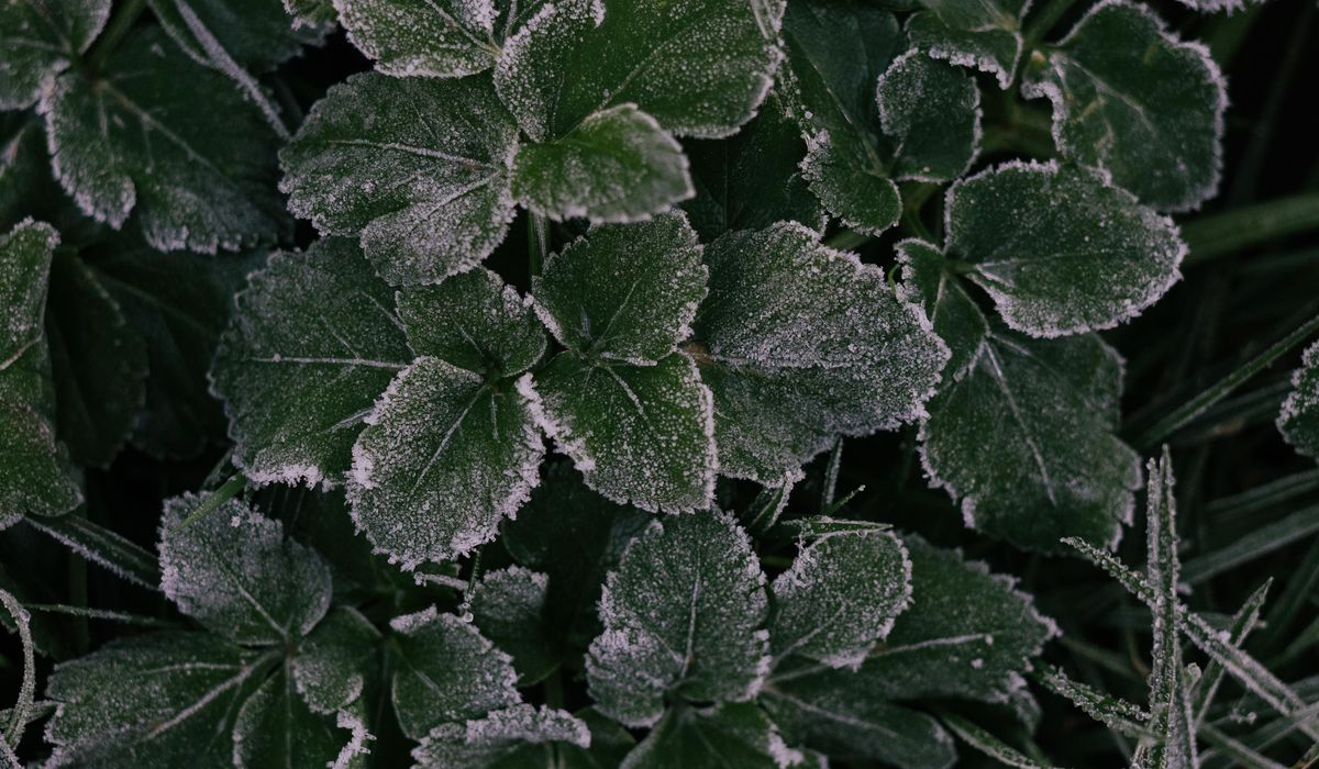 How to Plant Bare-Root Shrubs in Cold Weather