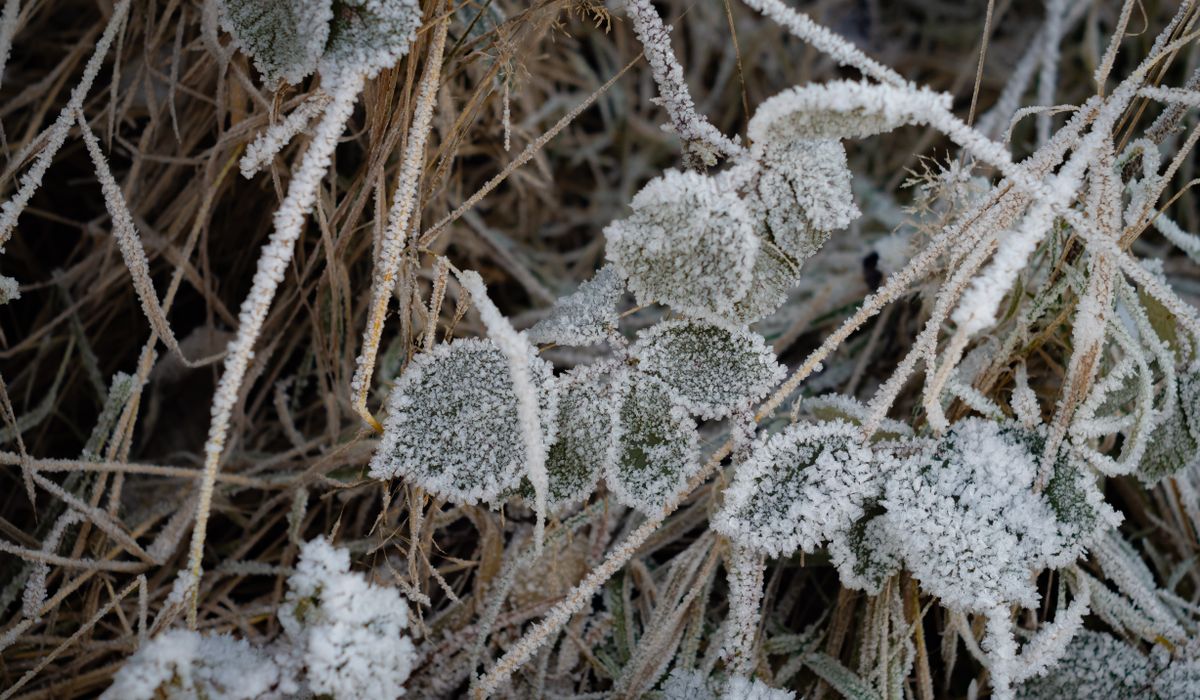 Improving Heavy Clay Soil Before Winter Rains