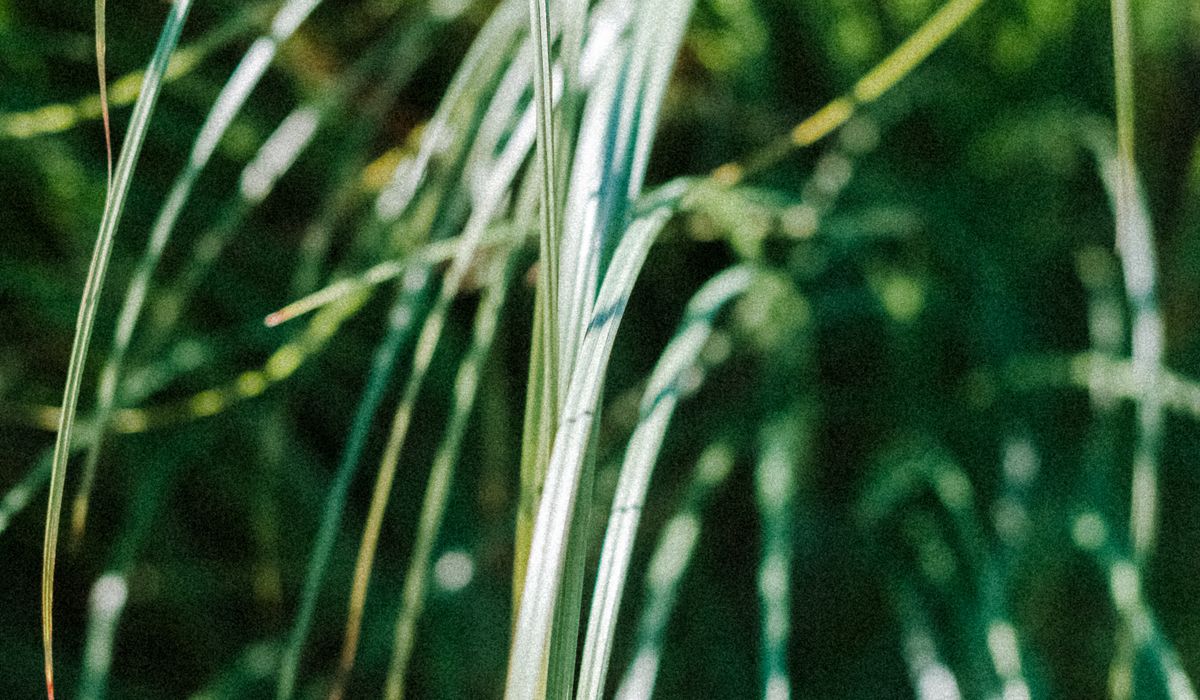 Ornamental Grasses That Keep Structure Through Winter