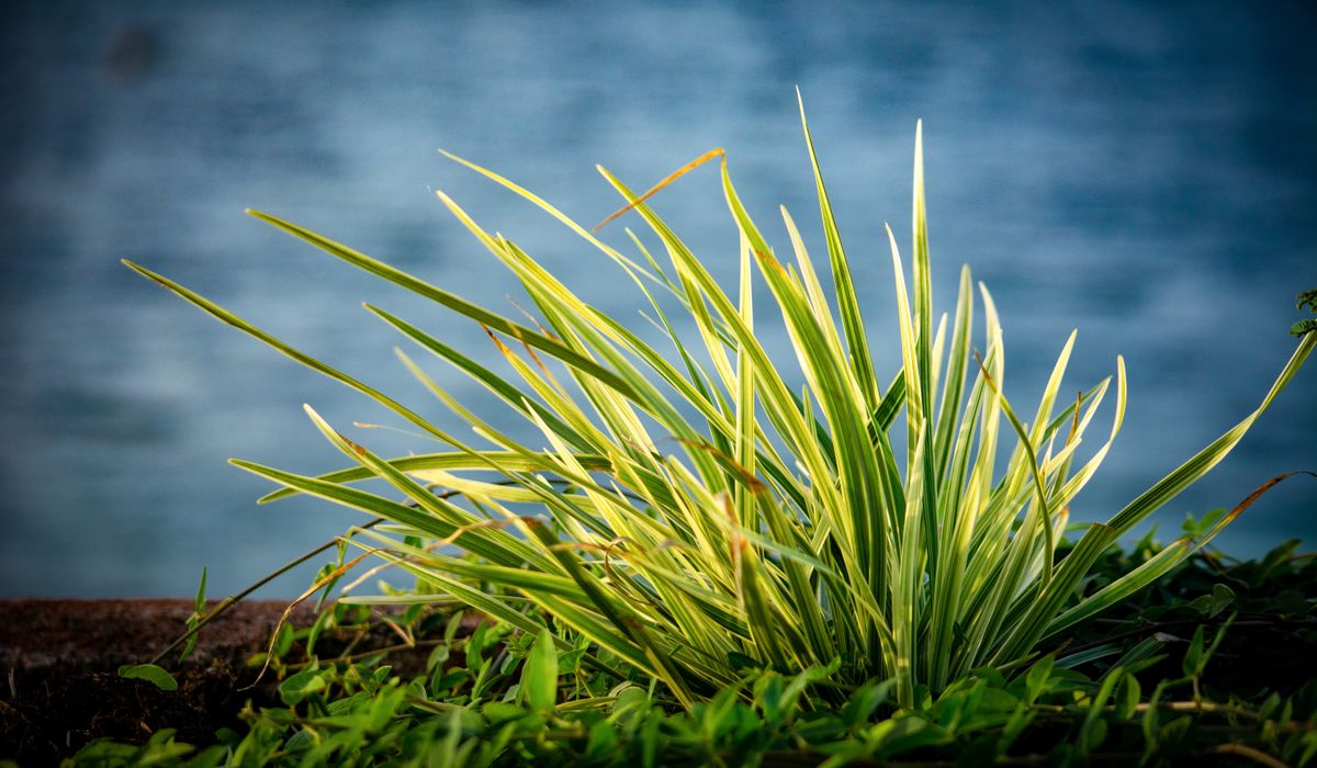 Planting Evergreen Shrubs in Containers for Winter