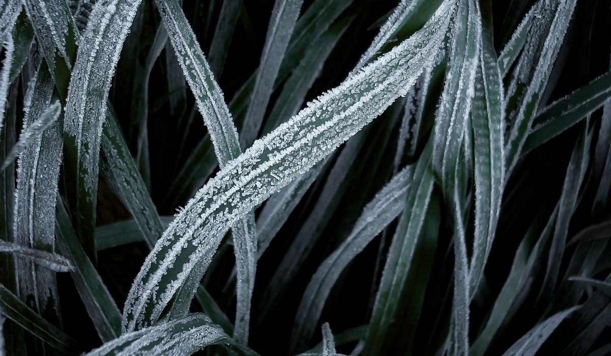 Pruning Deciduous Shrubs During Dormant Season