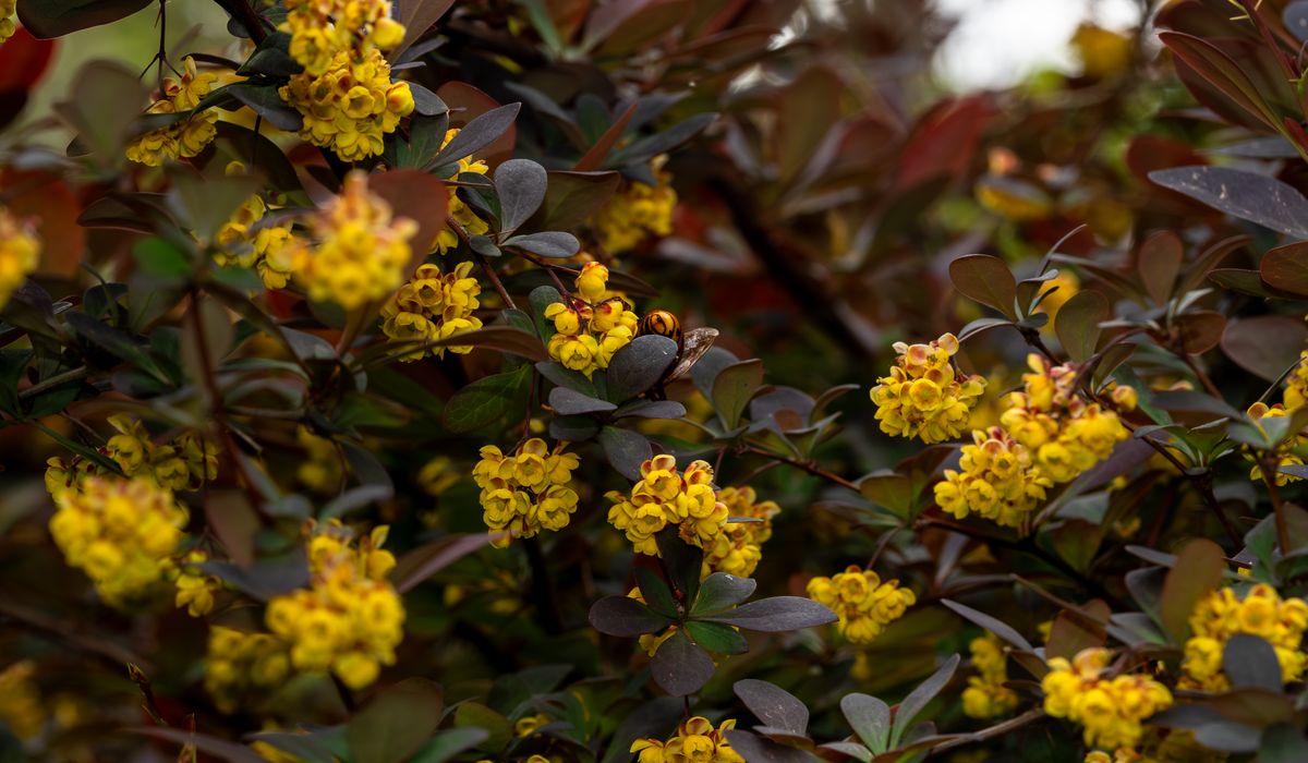 Reliable Hardy Perennials for Exposed Coastal Gardens