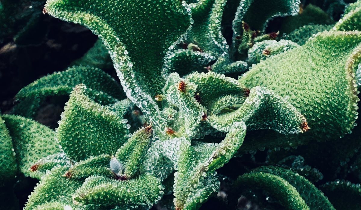 Simple Ways to Protect Tender Plants from Frost