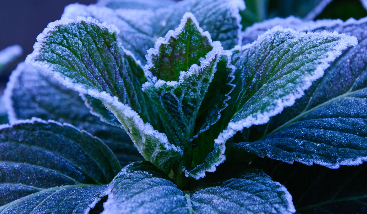 Using Horticultural Fleece Without Harming Pollinators