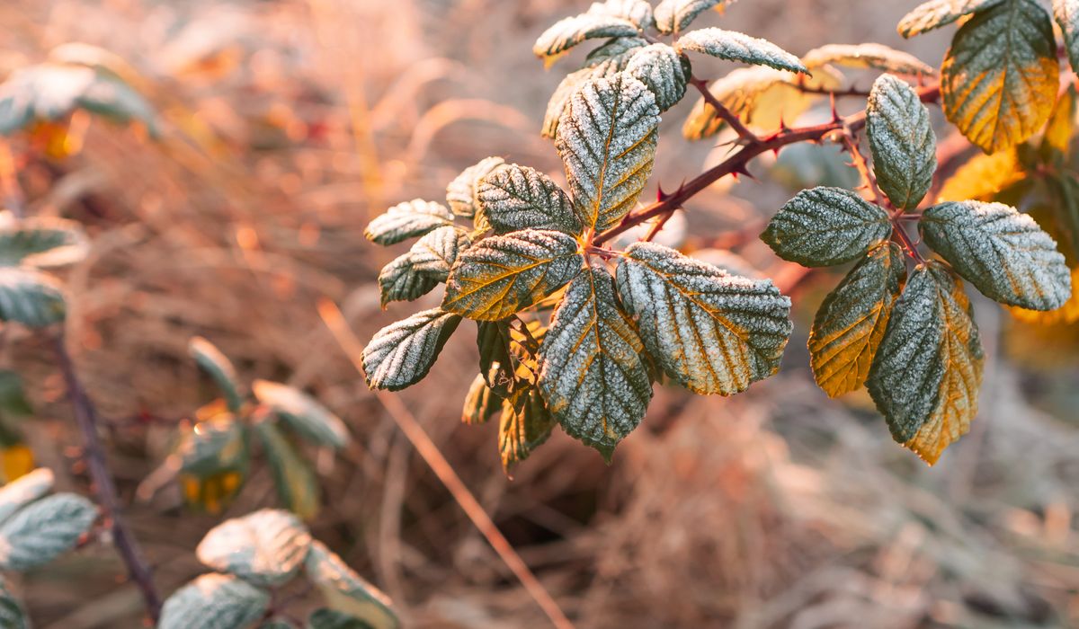 Using Leaf Mould to Feed Garden Soil