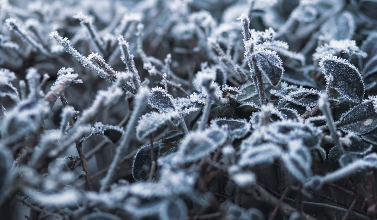 When to Prune Evergreens Without Causing Damage